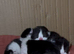 Stunning litter off kittens REDUCED
