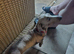 Lilac and fawn female miniature dachshund
