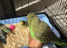 Lovely baby budgies in Dagenham