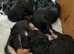 Last Cockapoo Puppy Remaining - Ready Now - Reduced to &pound;600