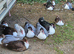 MUSCOVEY DUCKS