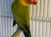 Breading pair love birds
