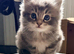 Maine Coon kitten