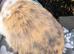 Beautiful male mini lop