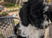 Cockapoo pups 2 left
