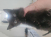 Cute Kittens