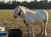 13.2 gypsy cob