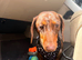 Beautiful miniature dachshund