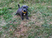 Kc Reg Blue staffordshire bull terriers