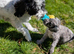 READY NOW cockapoo pups
