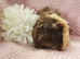 2 sows available