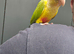 Stunningly beautiful handreared conures!!!