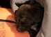 Sprocker pups for sale