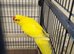 Male Buttercup Kakarikis