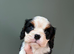 KC & DNA parents . Cavalier puppies