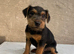 Lakeland terrier pups