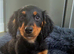 Long haired boy miniature dachshund