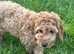 Quality Show  Cockapoo Puppies  reds and apricots