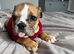 I have one English bull dog