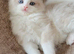 Beautiful pure ragdoll kittens (2 females)left