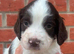 English springer spaniel pups