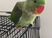 Super super HandReared Silly Tame Alexandrine