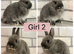 Netherland Dwarf Baby Bunnies