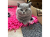 Beautiful British Shorthair Kittens