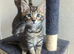 3 Perfectly Adorable Kittens Ready For Their Forever Homes