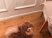 Lilac and tan Pomeranian