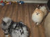 Merle triple coat pomeranian