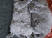Two Stunning British Shorthair Kittens