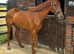 Lovely Sports Horse filly with lovely breedlines