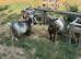 3 Pygmy Goats