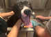 Bowwows-DG dog grooming Bloxwich walsall