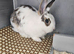 Beautiful 4 months old bunny