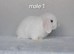 Gorgeous purebred mini lop rabbits