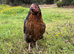 Burford Brown hens
