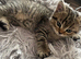 Male kitten(Chinchilla/British shorthair)