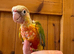 Silly Tame Conure Babies For Sale