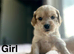 Adorable cockapoo puppies ready to leave from 10th July