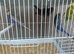 12 baby budgies