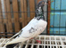 tippler male