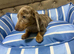 Dachshund