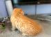 Scottish Fold X Ginger Boy
