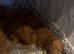 Beautiful red F1B cockerpoo puppies