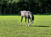 Project for the Future 2yr Welsh A Gelding with full papers