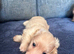 miniature long haired dachshunds