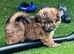 Beautiful Shetland sheepdog cross puppies