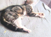 gorgeous female cat